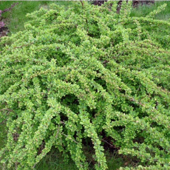 Барбарис Тунберга Грин Карпет C2 20-30см