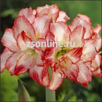 Изображение загружено обработкой по данным файла Excel