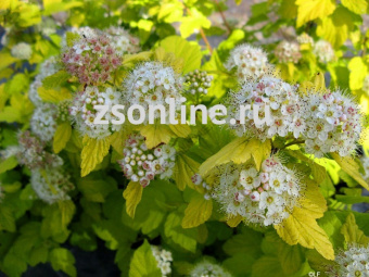 Изображение загружено обработкой по данным файла Excel