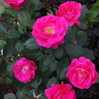 Роза канадская парковая Виннипег Паркс (красный, полумахровый, высота 0,7-0,8м)