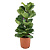 Фикус Лирата 3 ств. D23см H90см