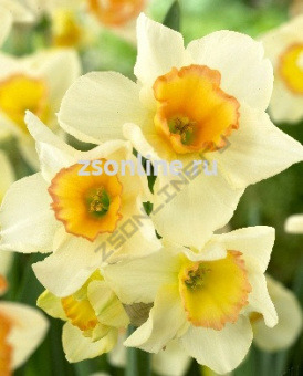 Изображение загружено обработкой по данным файла Excel