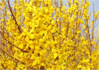 Форзиция промежуточная Линвуд Голд (цветки золотисто-желтые)