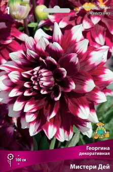 Георгин декоративный Мистери Дей