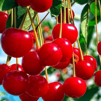 Вишня Факел (дюк) V3,5л