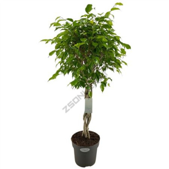 Фикус Бенджамина переплетенный D21см H110см