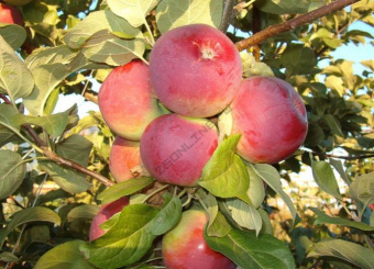 Яблоня Орлик