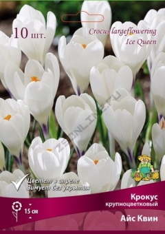 Крокус крупноцветковый Айс Квин 7-8/К 10шт