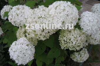 Изображение загружено обработкой по данным файла Excel