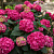 Гортензия крупнолистовая Саммер лав, Hydrangea macrophylla Summer Love red, 7,5 л, 40-50 см