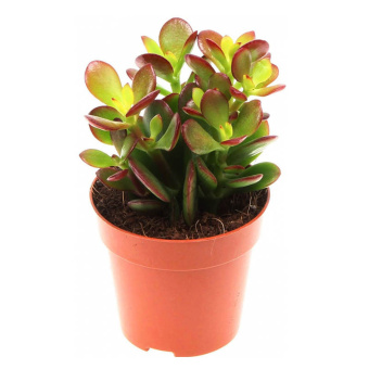 Крассула D9см H15см