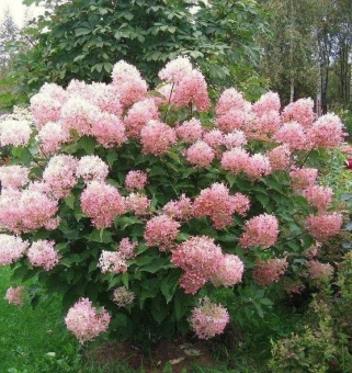 Гортензия метельчатая Фантом (С7,5)