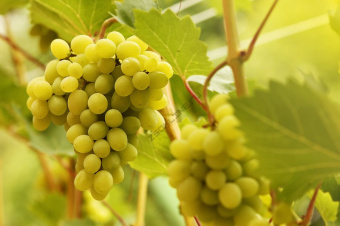vinograd-lora-luchshee-sochetanie-evropejskih-i-aziatskih-sortov