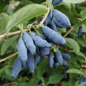 Жимолость съедобная Дочь Великана (С2)