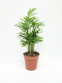 Хамедорея элеганс D15 H40см