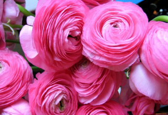 Ранункулус Pink 10 шт STA