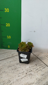 Молодило, P 9