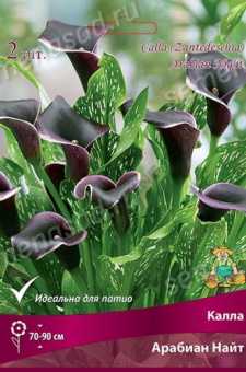 Калла Арабиан Найт 12-14/К 2шт