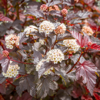 пузыреплодник 1