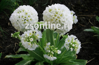 Изображение загружено обработкой по данным файла Excel