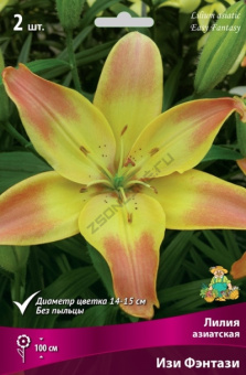 Лилия Азиатская Изи Фэнтази 14-16/К 2шт