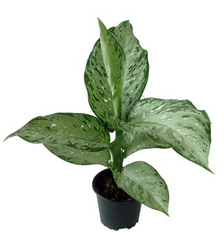 Диффенбахия микс D10см H25-30см