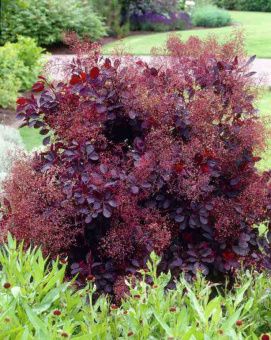 Скумпия кожевенная Роял Пурпле