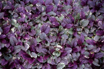Живучка ползучая Burgundy Glow, зеленовато-красный, h15см, C1