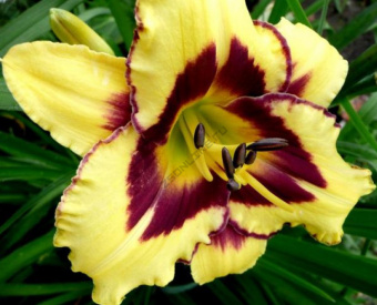 Лилейник гибридный Эль Десперадо