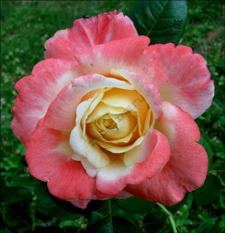 Роза чайно-гибридная Фиджи