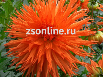 Изображение загружено обработкой по данным файла Excel