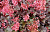 Гейхера гибридная Мистери(листья пурпурно-коричневые,1шт)