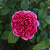 Роза английская парковая Джеймс Л.Остин V 4л (d-18,5, h-21.5) М*