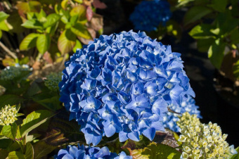 hydrangea-macrophylla-kuhnert-p-image-33420-grande