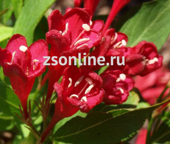 Изображение загружено обработкой по данным файла Excel