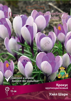 Крокус крупноцветковый Уэйл Шарк 7-8/К 10шт