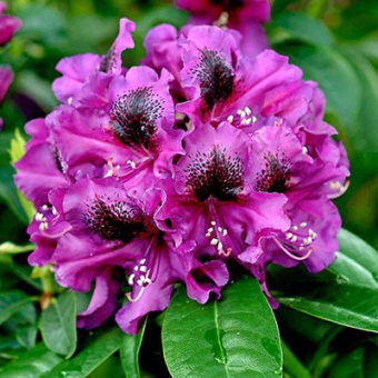 Рододендрон гибридный Пёрпл Сплендор/ЦКор