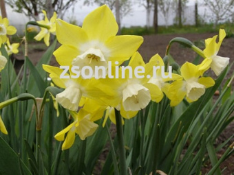 Изображение загружено обработкой по данным файла Excel