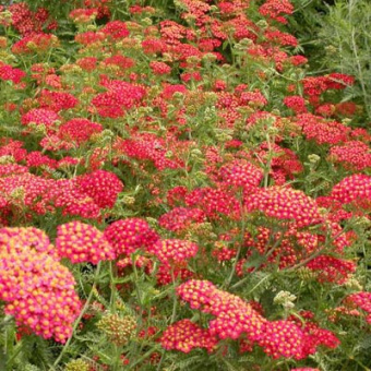 Тысячелистник обыкновенный Паприка (С3)