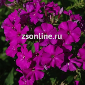 Изображение загружено обработкой по данным файла Excel