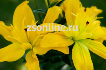 Изображение загружено обработкой по данным файла Excel