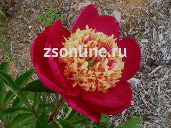 Изображение загружено обработкой по данным файла Excel