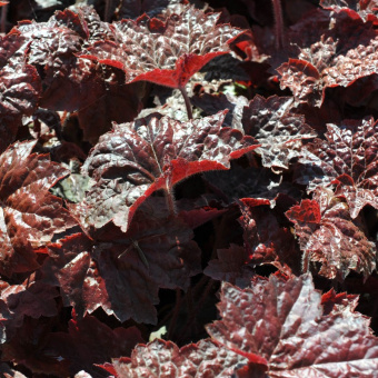 Гейхера гибридная Palace Purple Select, лист пурпурно-красный