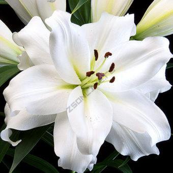 Лилия ОТ-Гибрид Уайт Айз