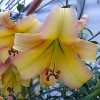 Лилия ОТ-Гибрид Райзинг Мун