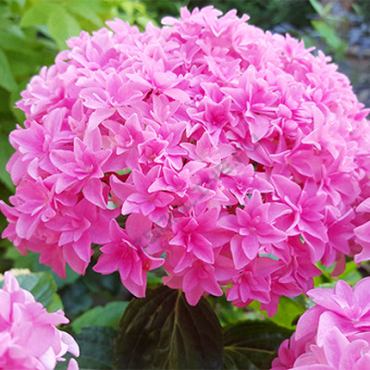 Гортензия крупнолистовая Ю энд ми Перфекшн/ЦКорЛюкс