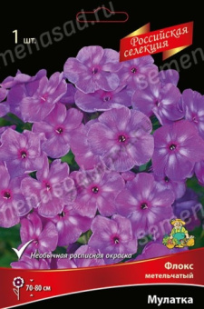 Флокс метельчатый Мулатка*/К