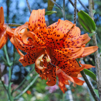 Лилия Азиатская Флоре Плено