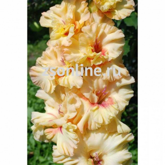 Изображение загружено обработкой по данным файла Excel