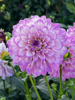 Георгин декоративный Блу Виш